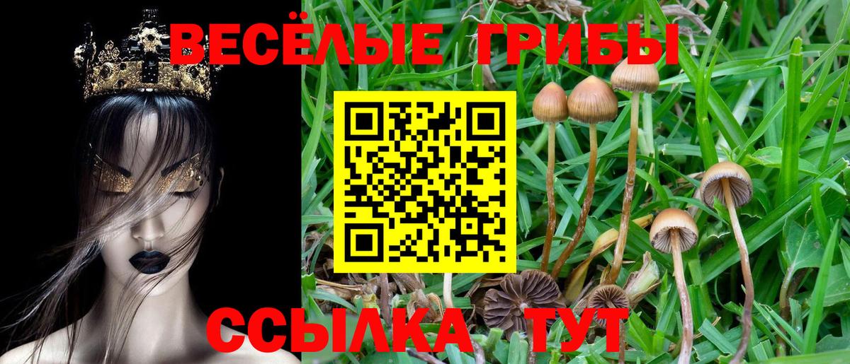 Галлюциногенные грибы Psilocybe Фролово